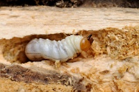 58904 Larva di Scarabeide da ID